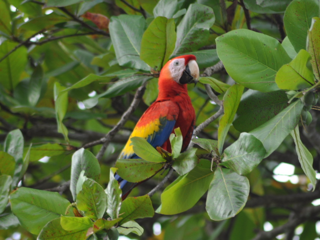 macaw