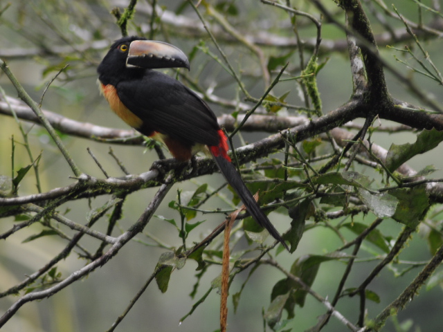 Toucan
